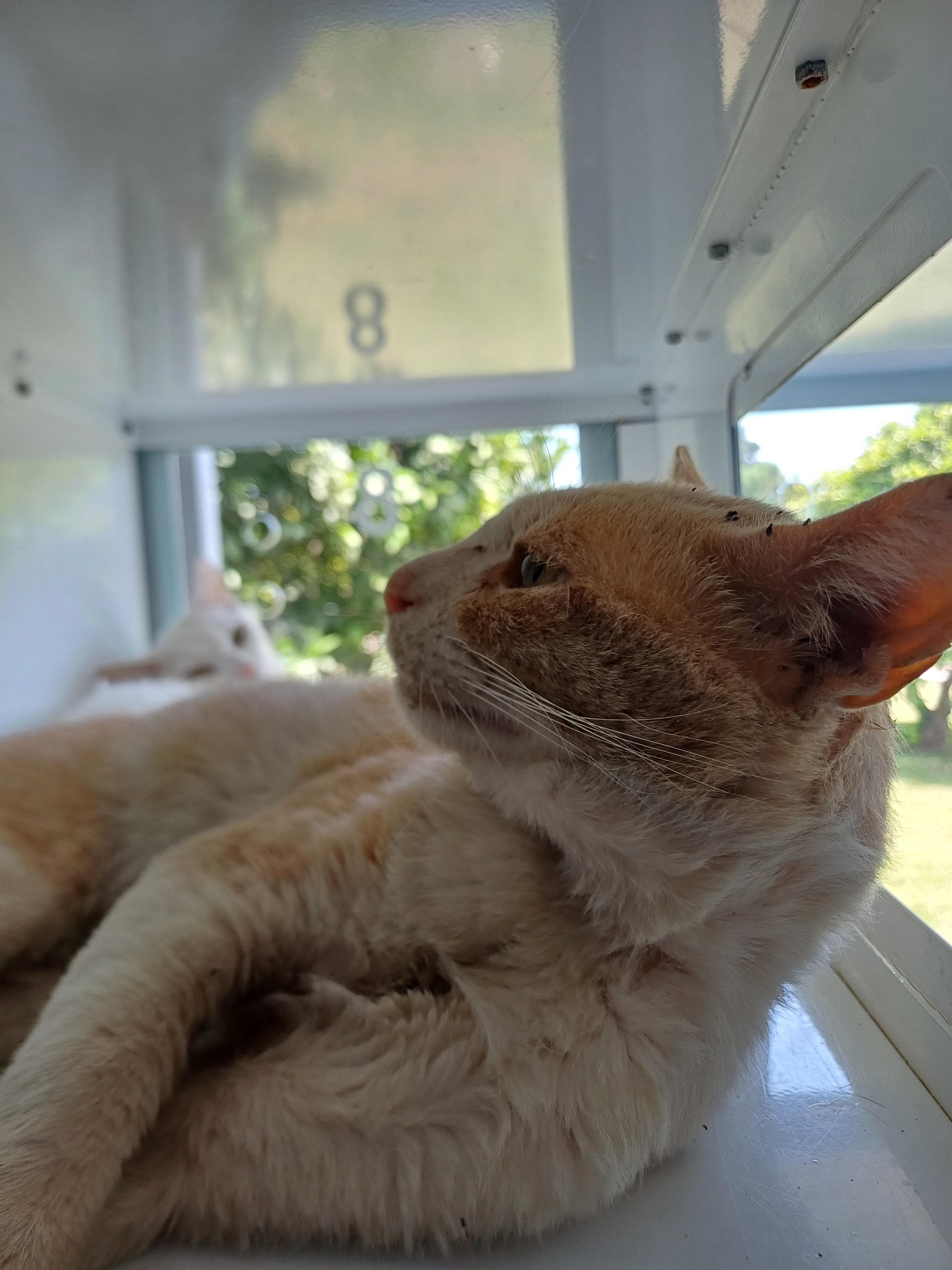 Konyaalti Yuva Bekleyen Kedi 16674 Melez Kedi fotoğrafı