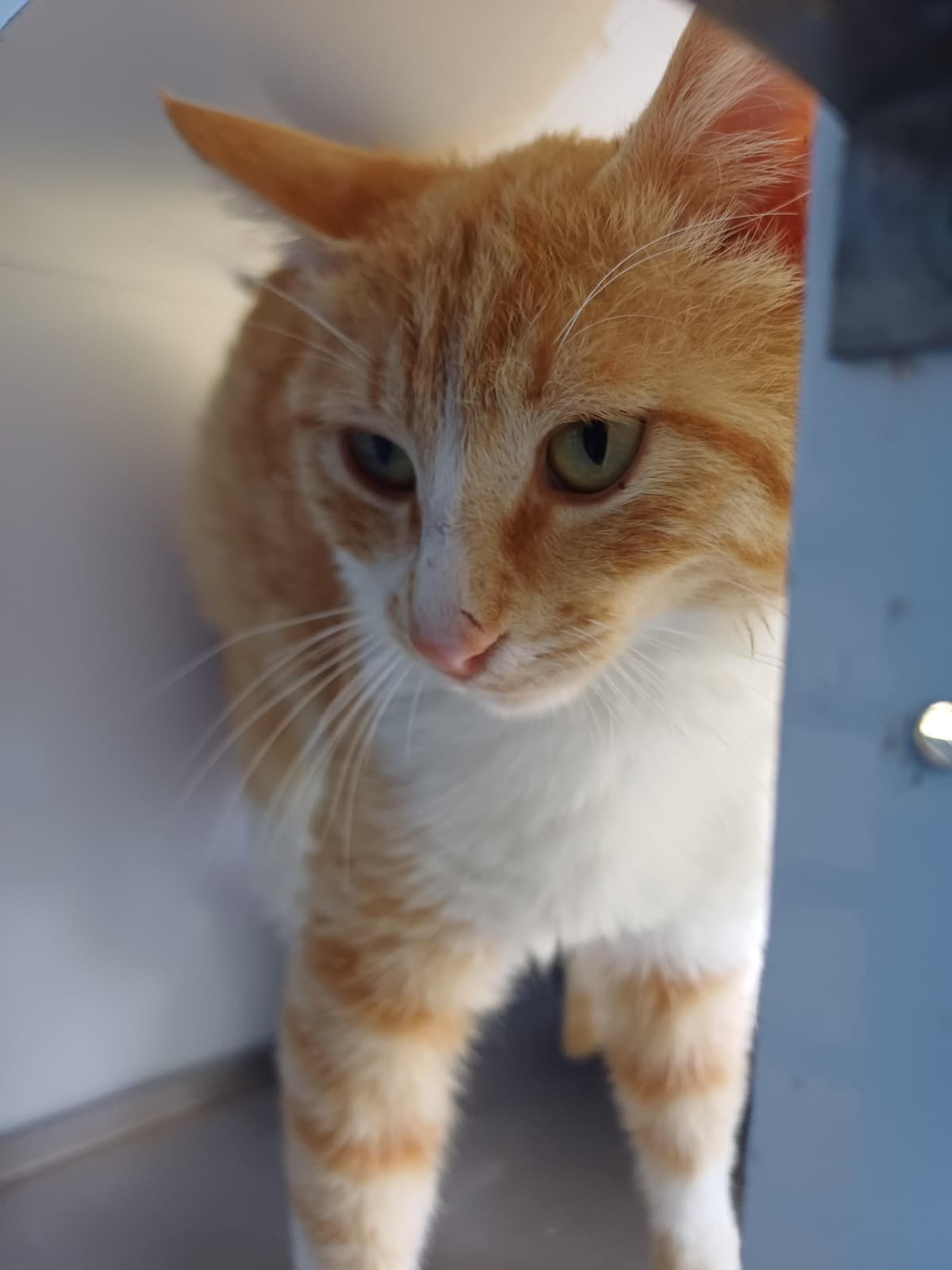 Konyaalti Melez Kedi fotoğrafı