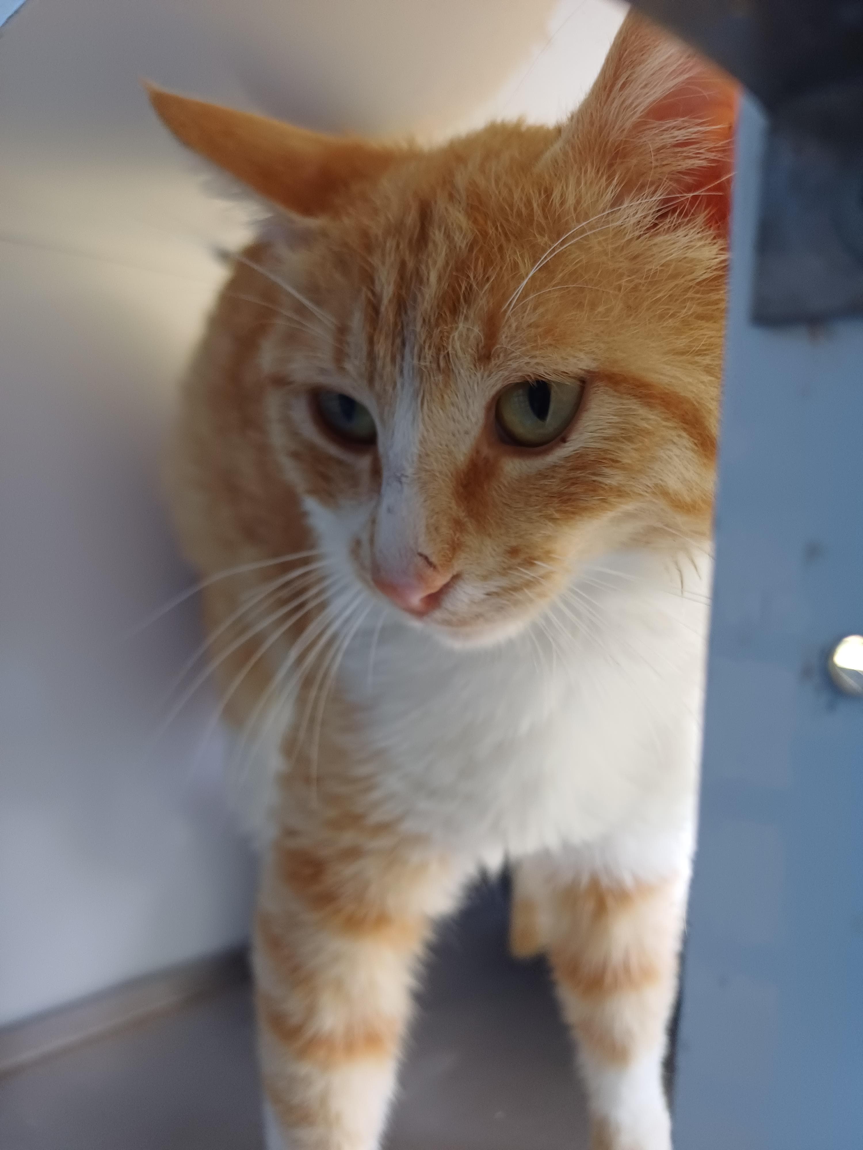 Konyaalti Yuva Bekleyen Kedi 16675 Melez Kedi fotoğrafı