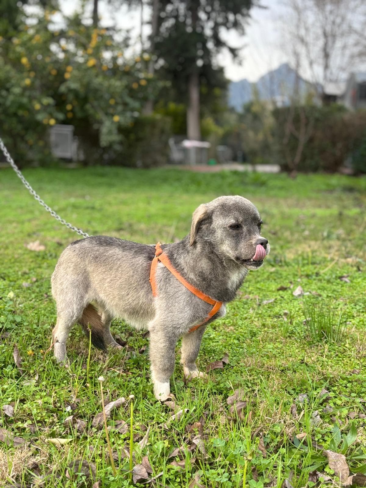 Konyaalti Yuva Bekleyen Kopek 16510 Melez Köpek fotoğrafı