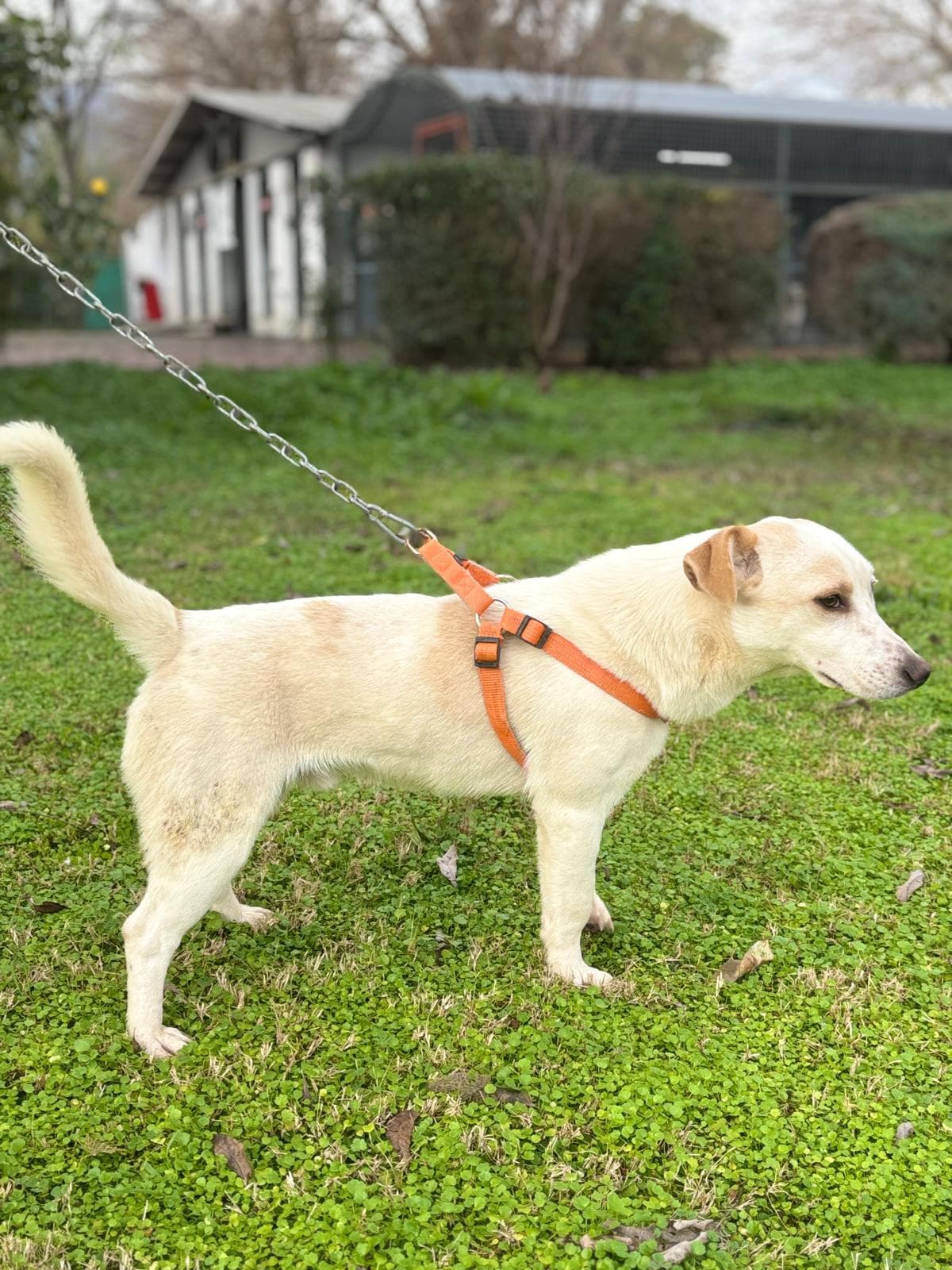 Konyaalti Yuva Bekleyen Kopek 16511 Melez Köpek fotoğrafı