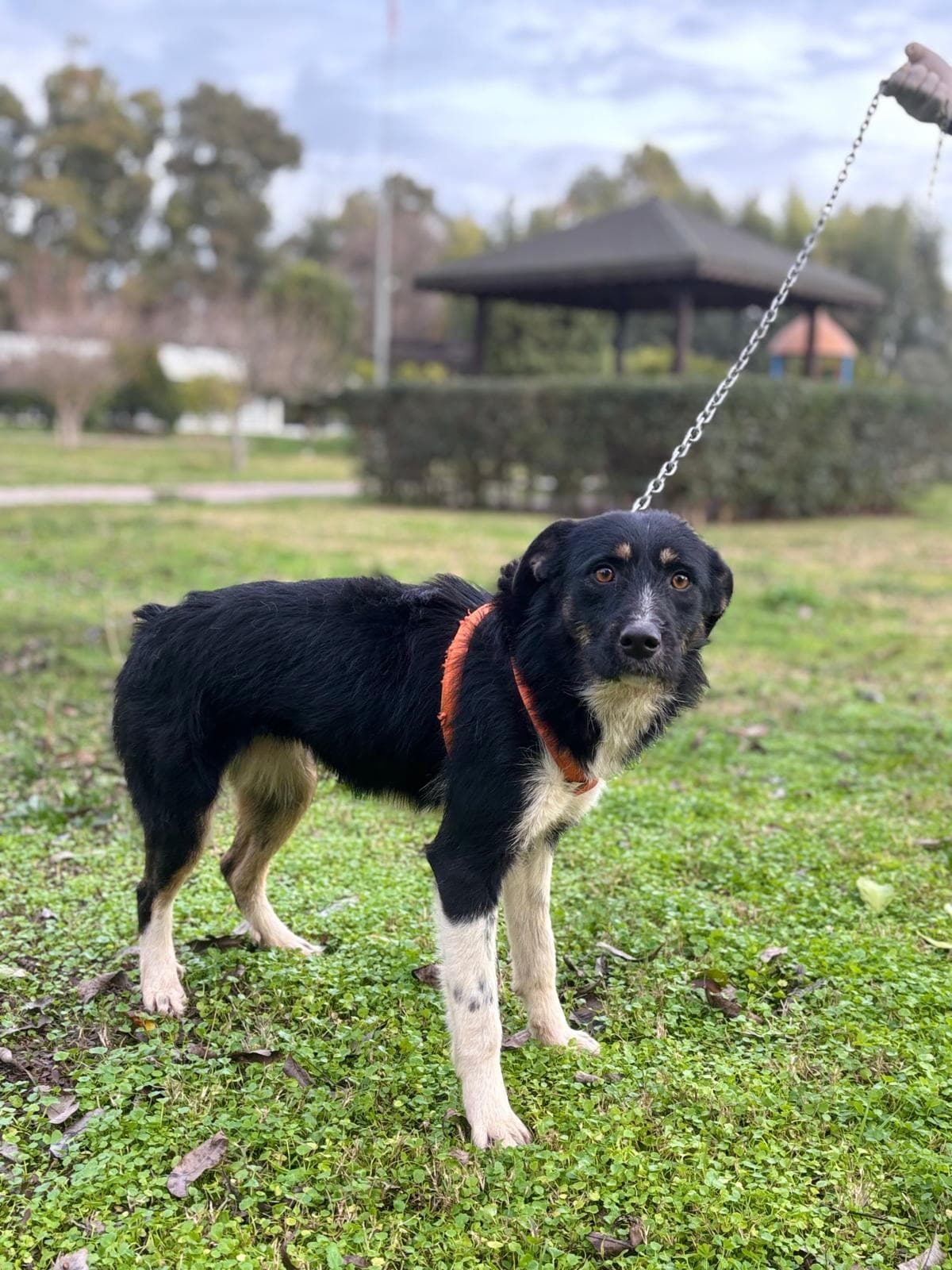 Konyaalti Yuva Bekleyen Kopek 16512 Melez Köpek fotoğrafı