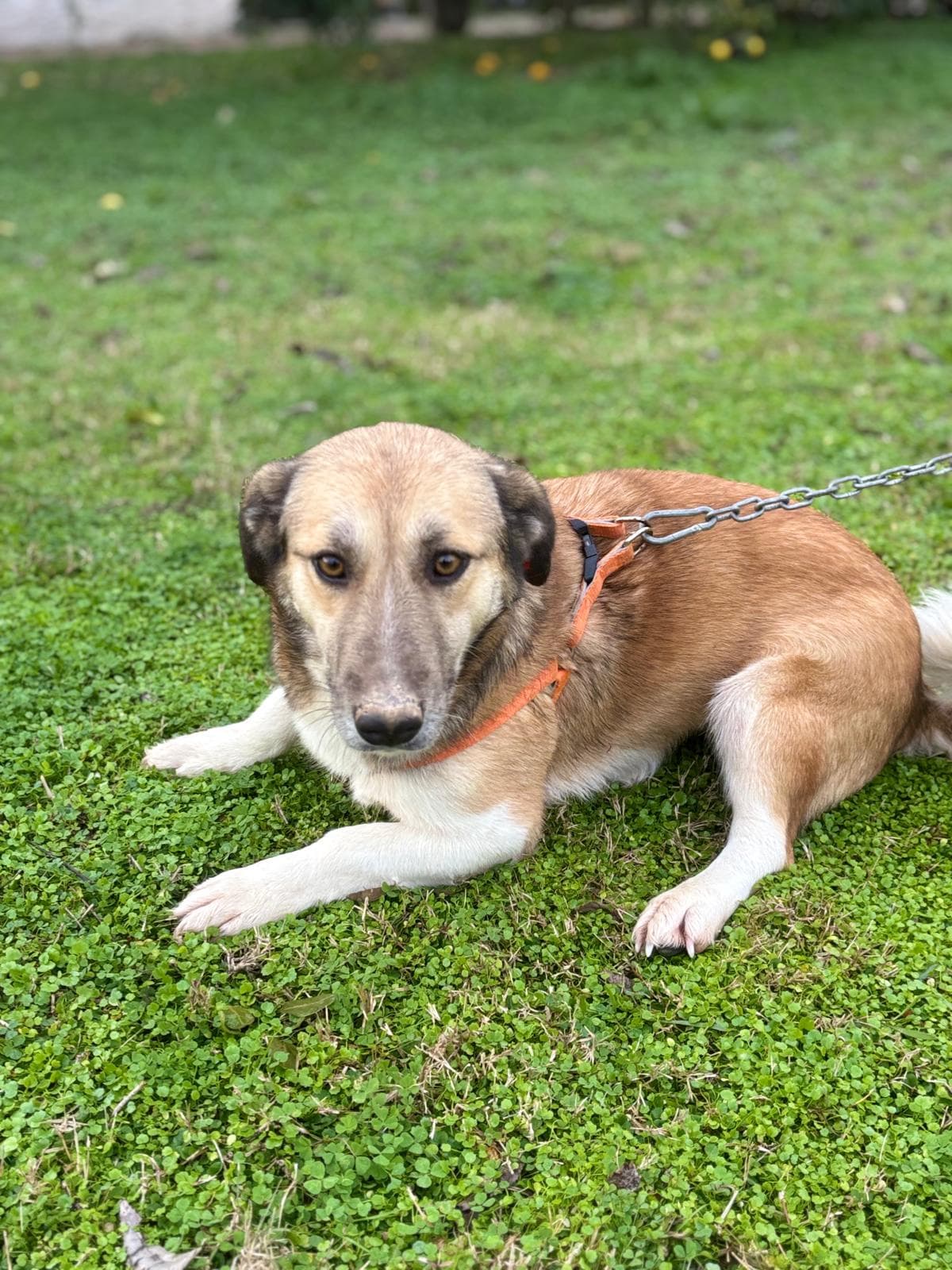 Konyaalti Yuva Bekleyen Kopek 16515 Melez Köpek fotoğrafı