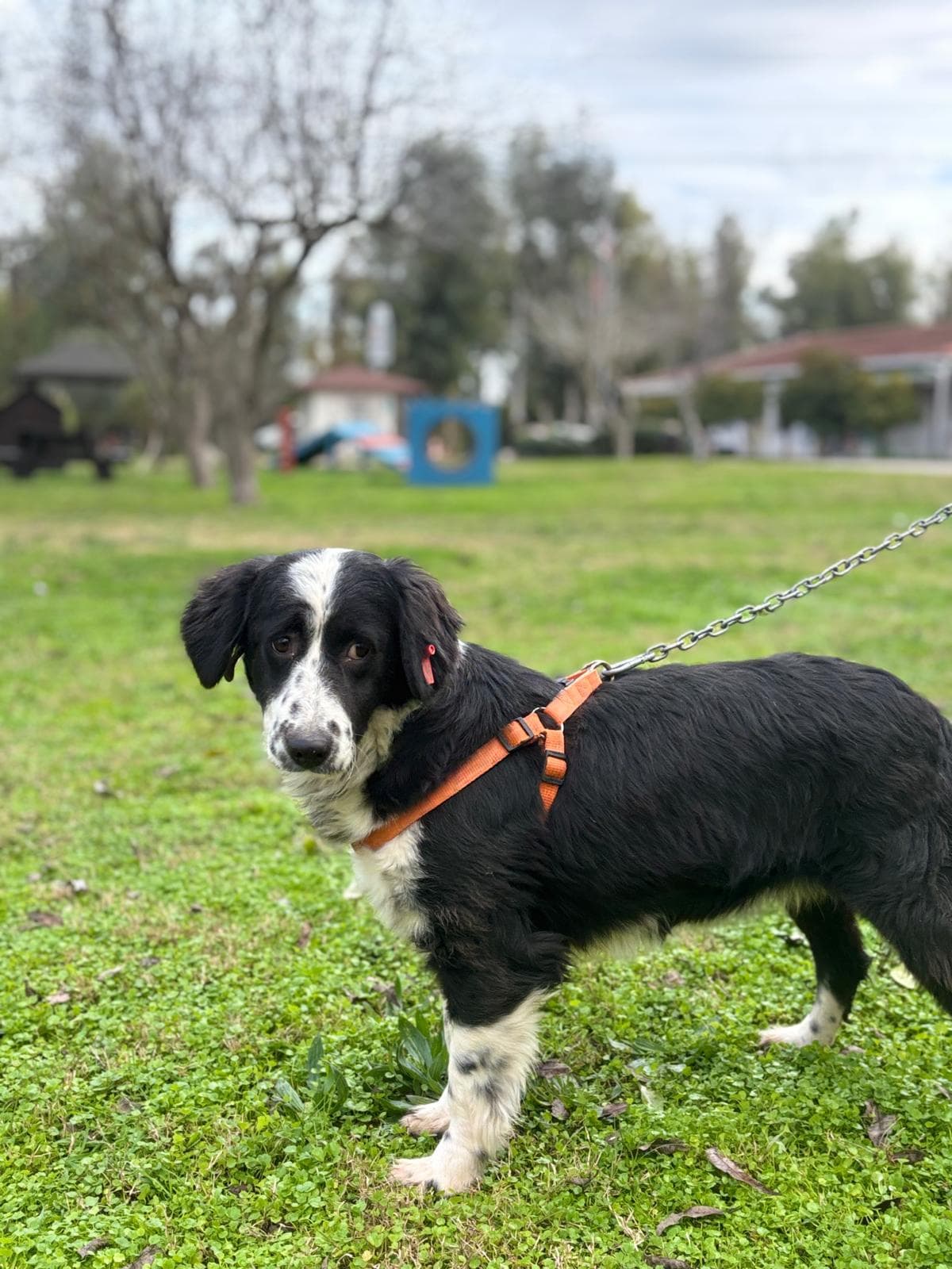 Konyaalti Yuva Bekleyen Kopek 16516 Melez Köpek fotoğrafı