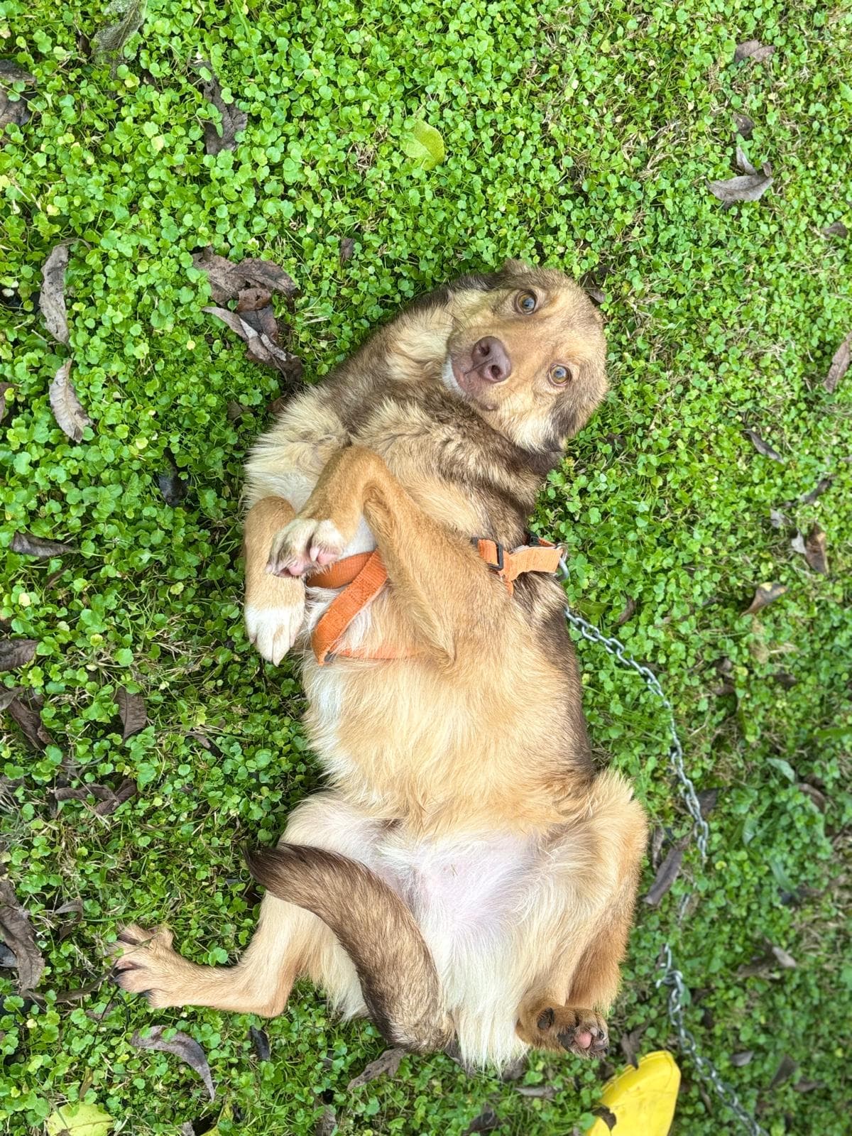 Konyaalti Yuva Bekleyen Kopek 16517 Melez Köpek fotoğrafı