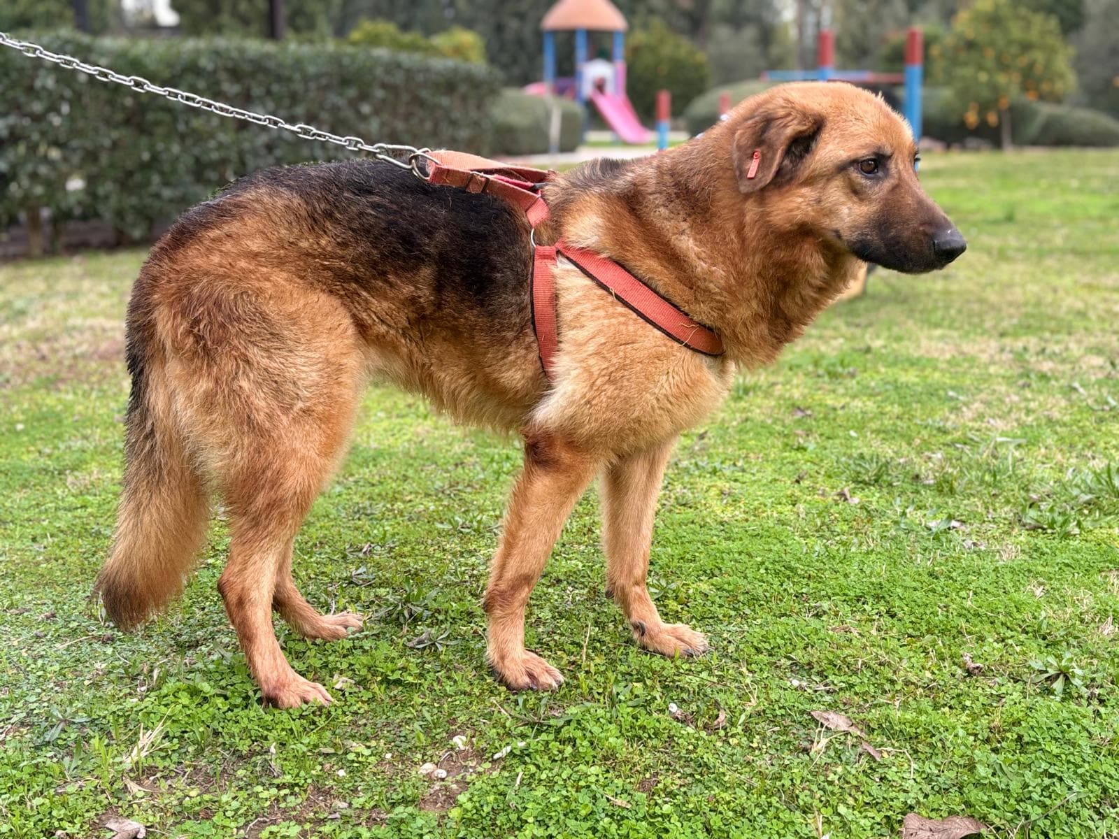 Konyaalti Yuva Bekleyen Kopek 16519 Melez Köpek fotoğrafı