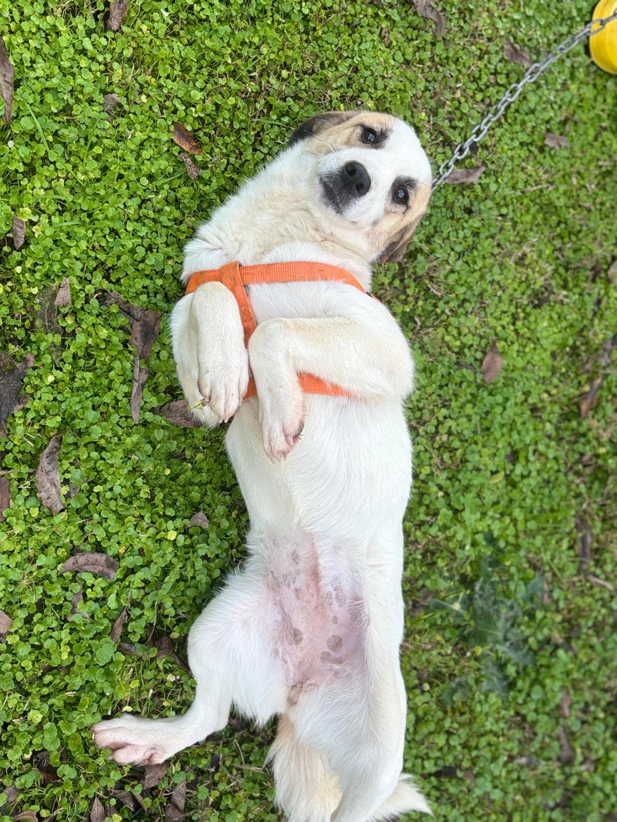 Konyaalti Yuva Bekleyen Kopek 16523 Melez Köpek fotoğrafı