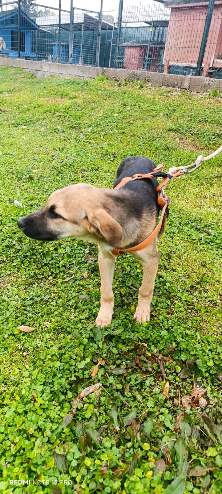 Konyaalti Yuva Bekleyen Kopek 16555 Melez Köpek fotoğrafı