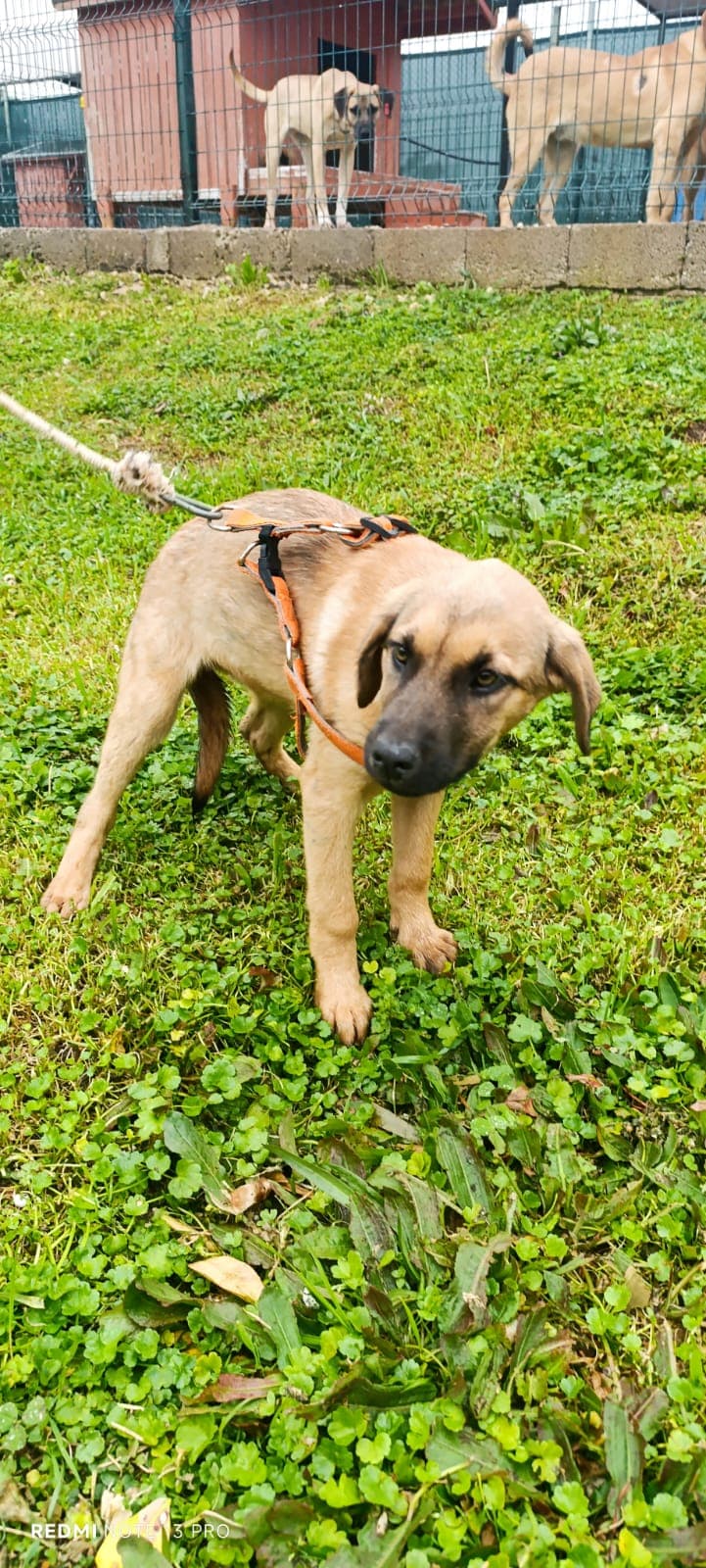 Konyaalti Yuva Bekleyen Kopek 16558 Melez Köpek fotoğrafı