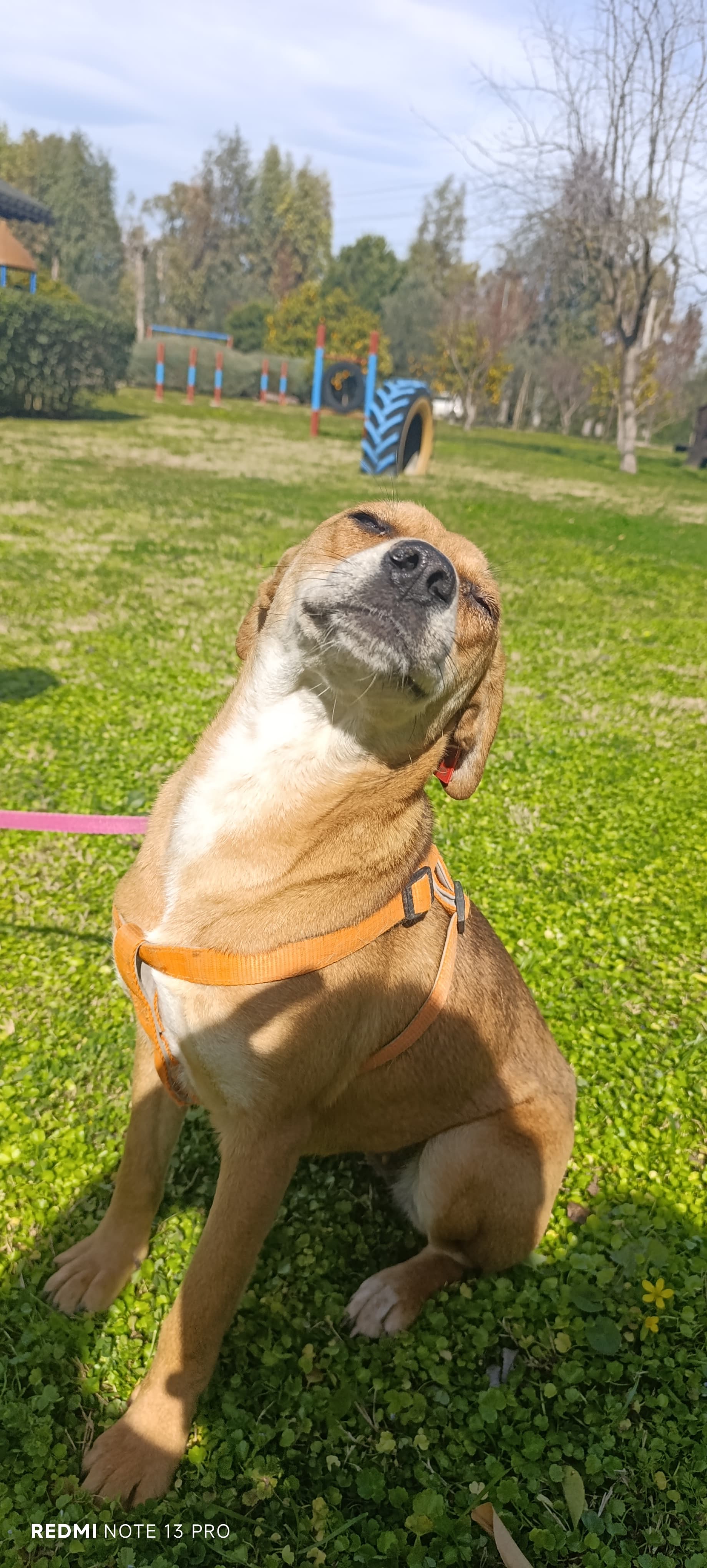 Konyaalti Yuva Bekleyen Kopek 16600 Melez Köpek fotoğrafı