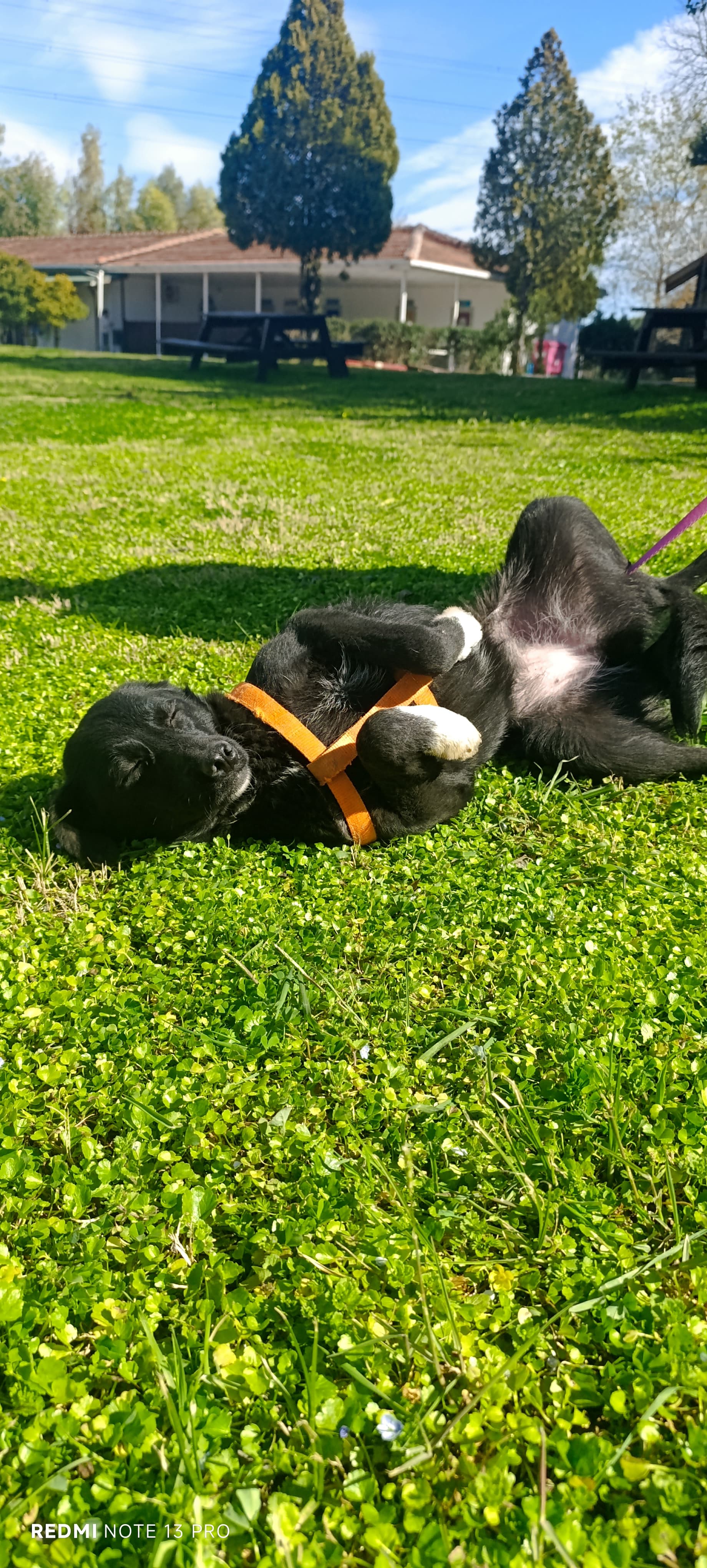 Konyaalti Yuva Bekleyen Kopek 16602 Melez Köpek fotoğrafı