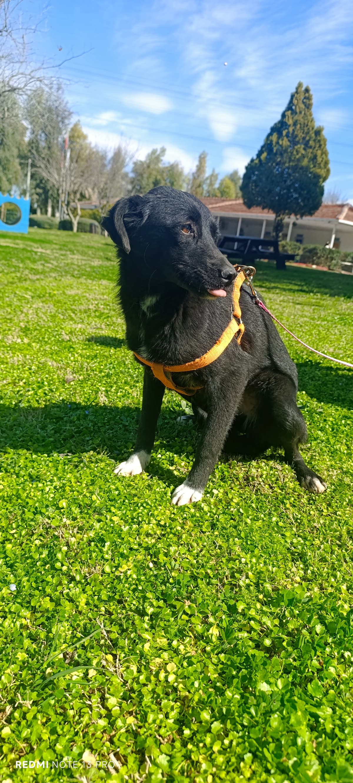 Konyaalti Melez Köpek fotoğrafı
