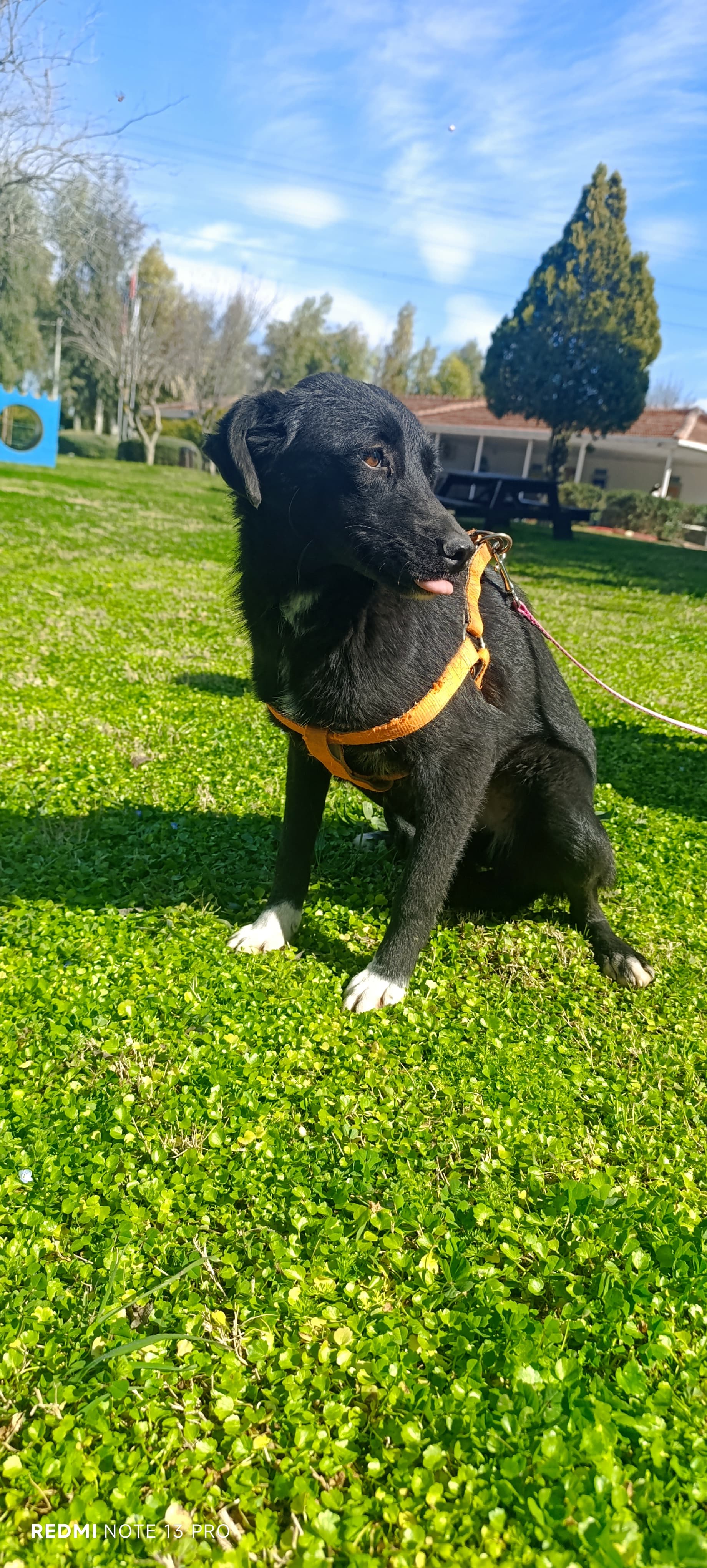 Konyaalti Yuva Bekleyen Kopek 16603 Melez Köpek fotoğrafı