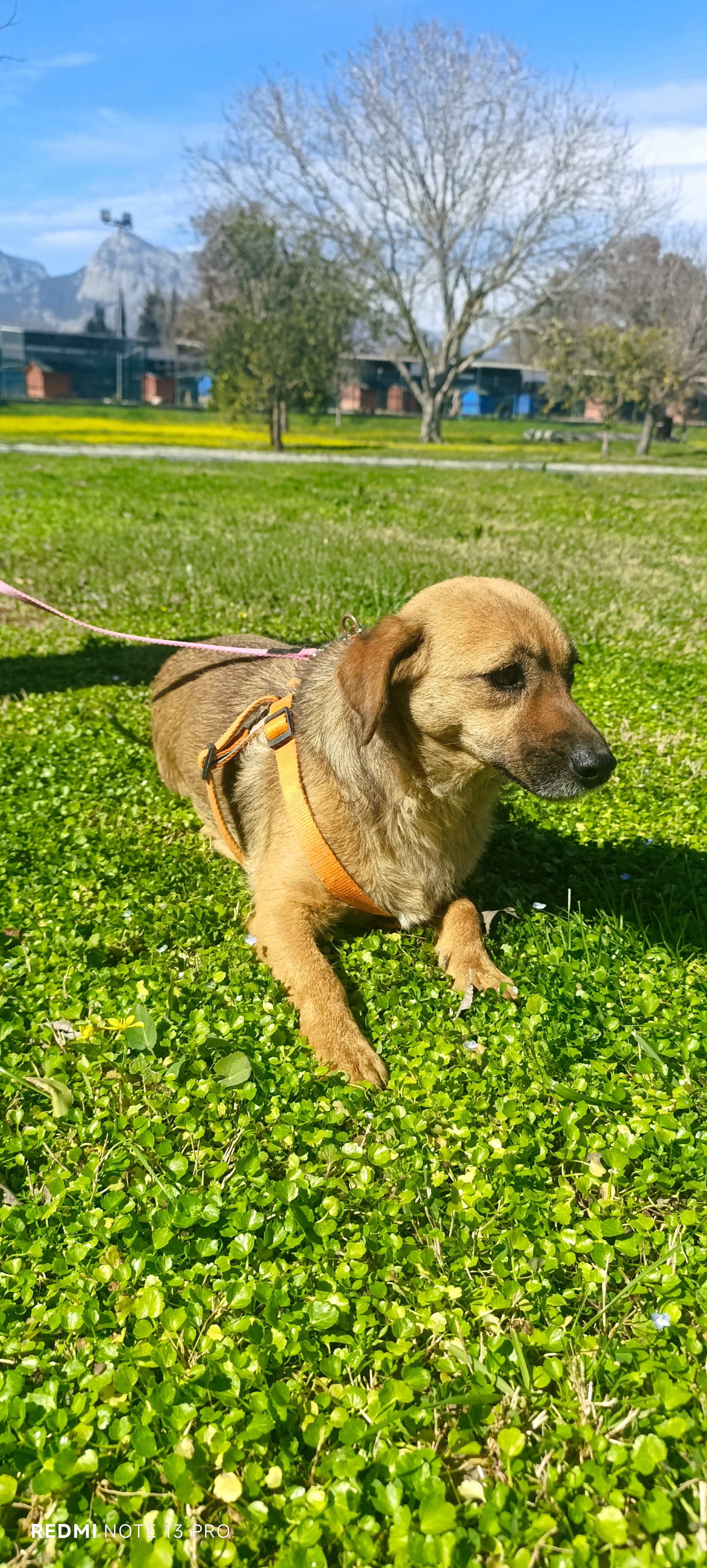 Konyaalti Yuva Bekleyen Kopek 16604 Melez Köpek fotoğrafı