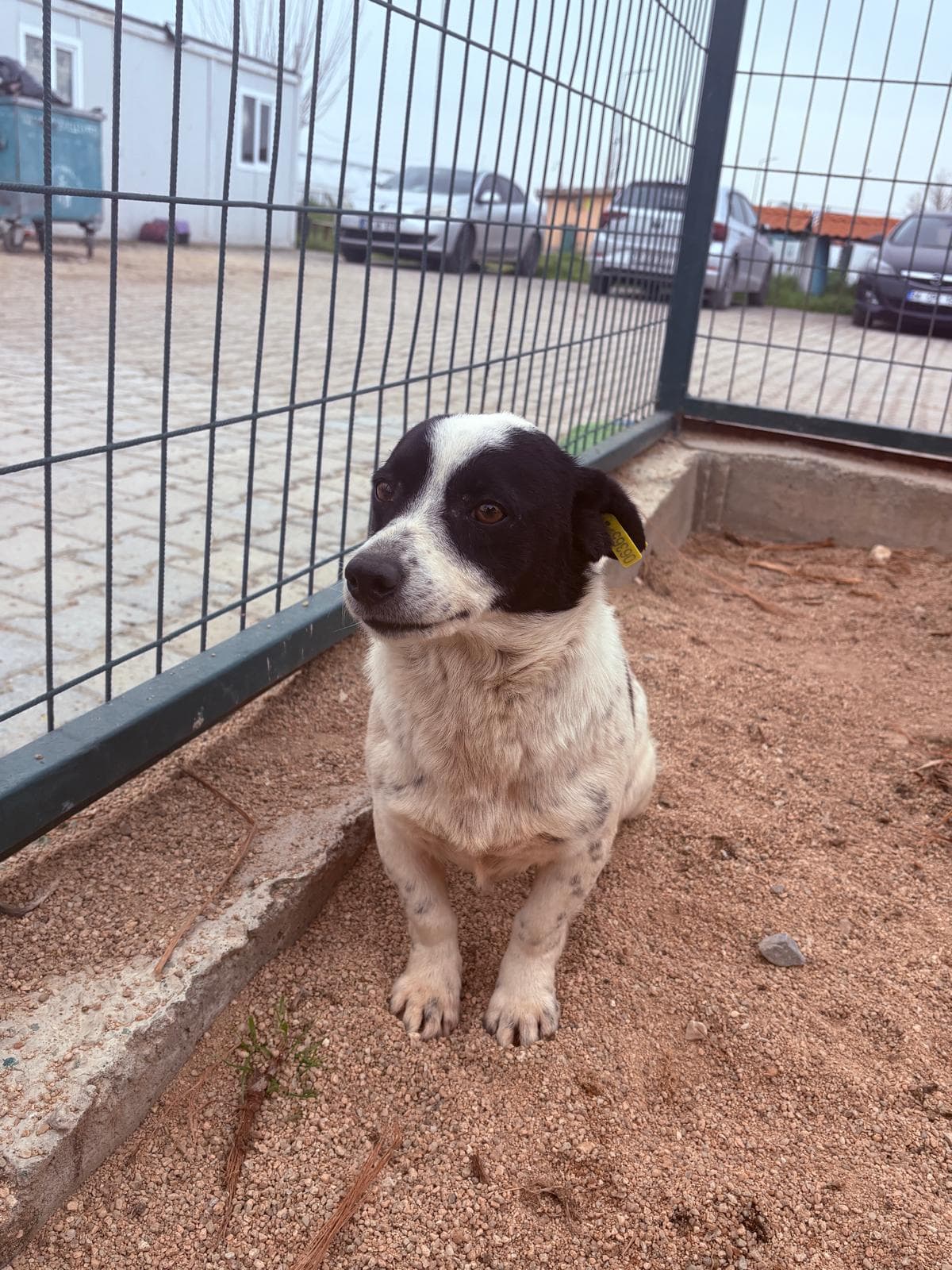Luleburgaz İlan No: 3 Melez Köpek, Kırklareli