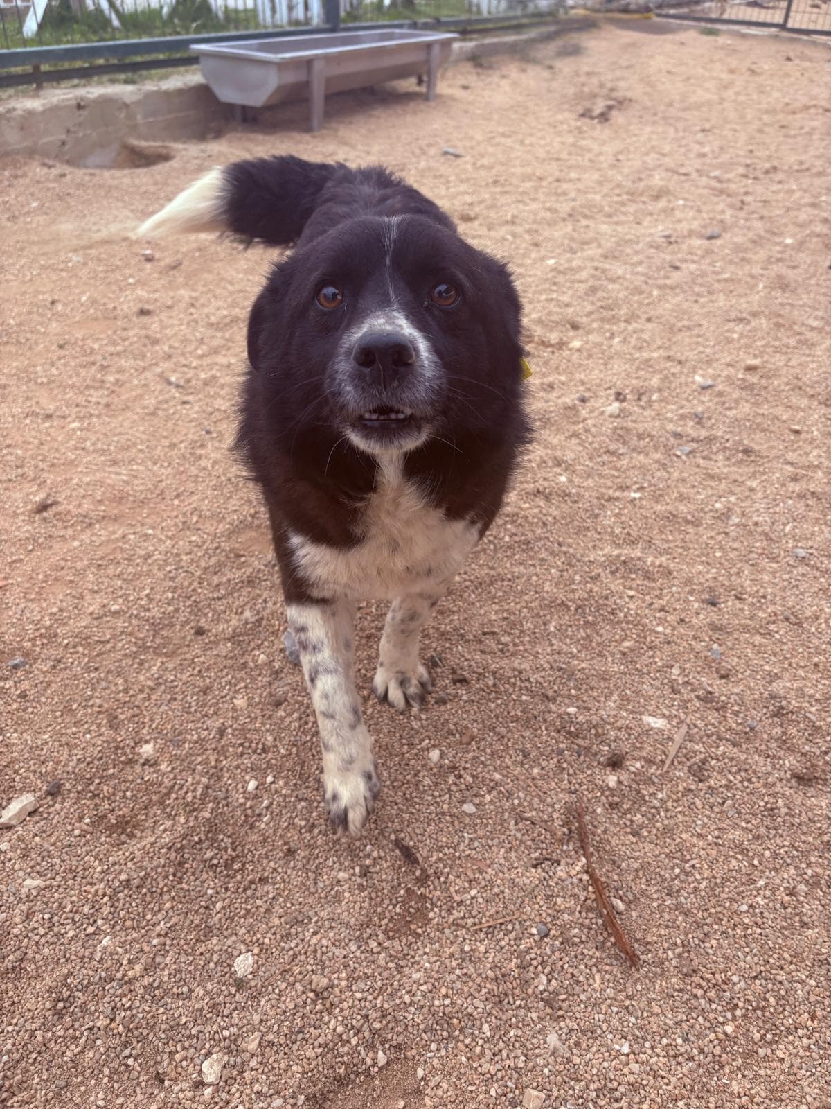Luleburgaz İlan No: 4 Melez Köpek, Kırklareli