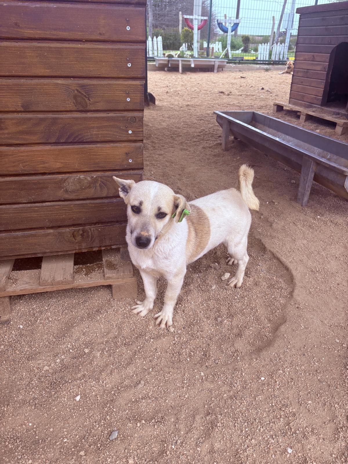 Luleburgaz İlan No: 6 Melez Köpek, Kırklareli