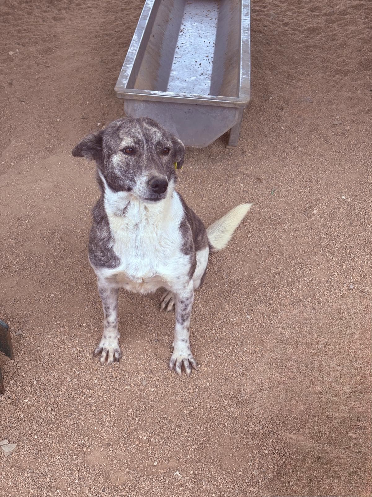 Luleburgaz İlan No: 8 Melez Köpek, Kırklareli