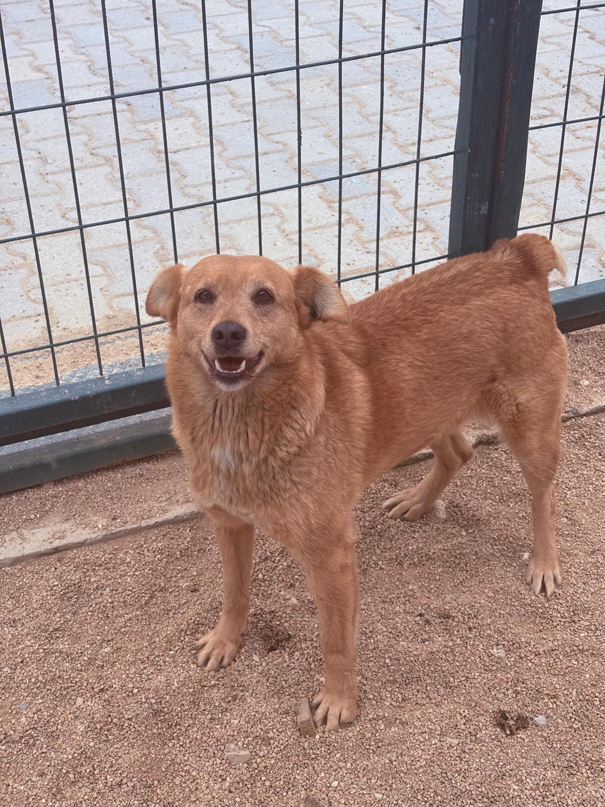 Luleburgaz İlan No: 9 Melez Köpek, Kırklareli