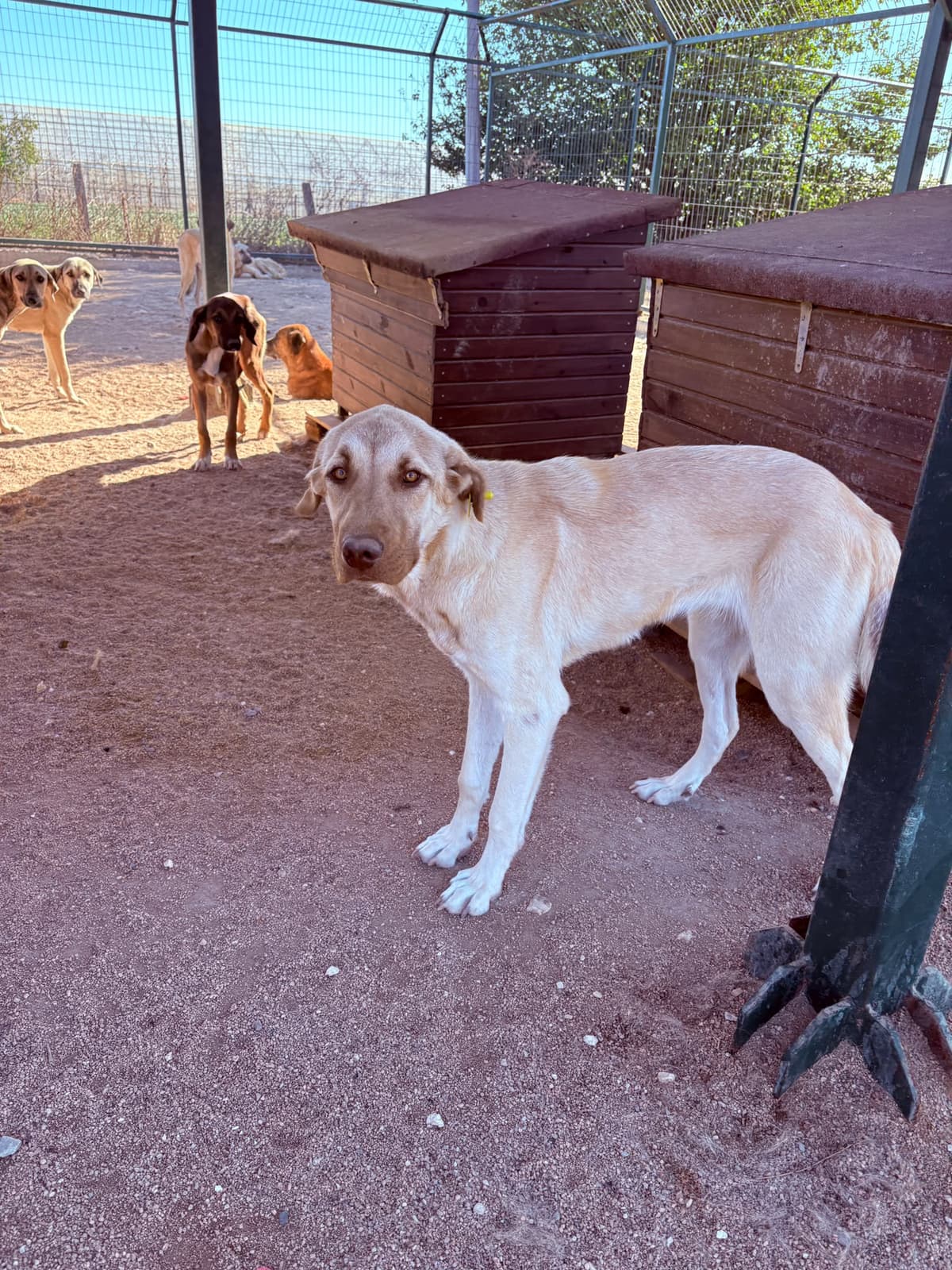 Dişi Melez Köpek, Kırklareli