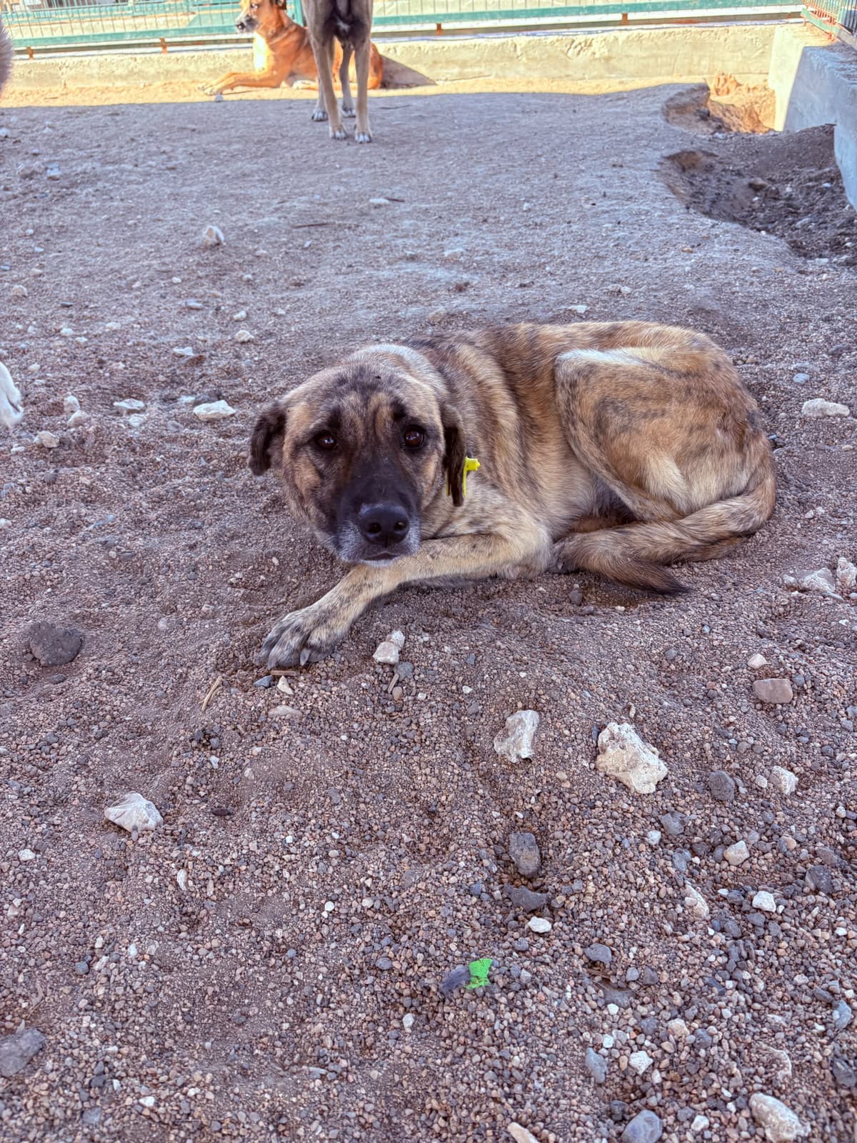 Dişi Melez Köpek, Kırklareli