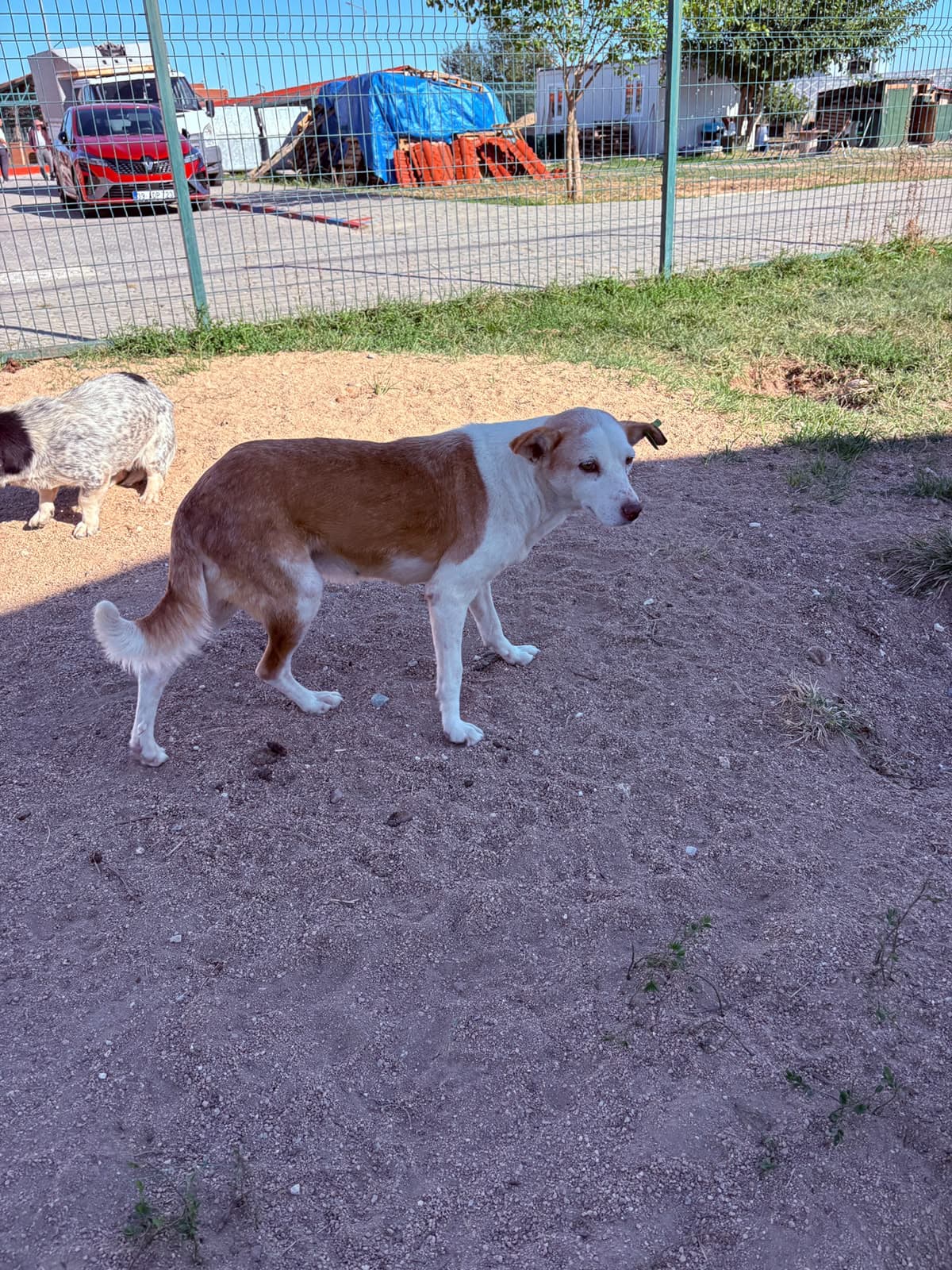 Dişi Melez Köpek, Kırklareli