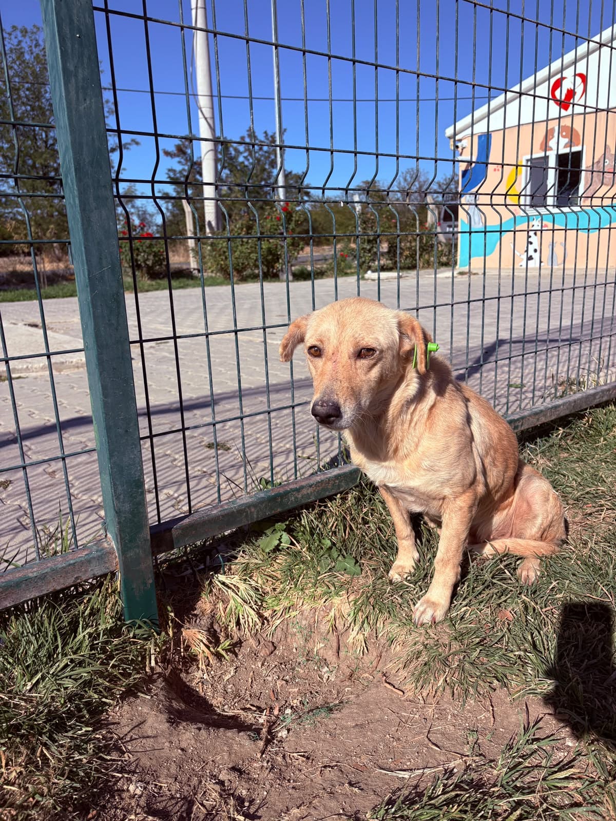 Dişi Melez Köpek, Kırklareli