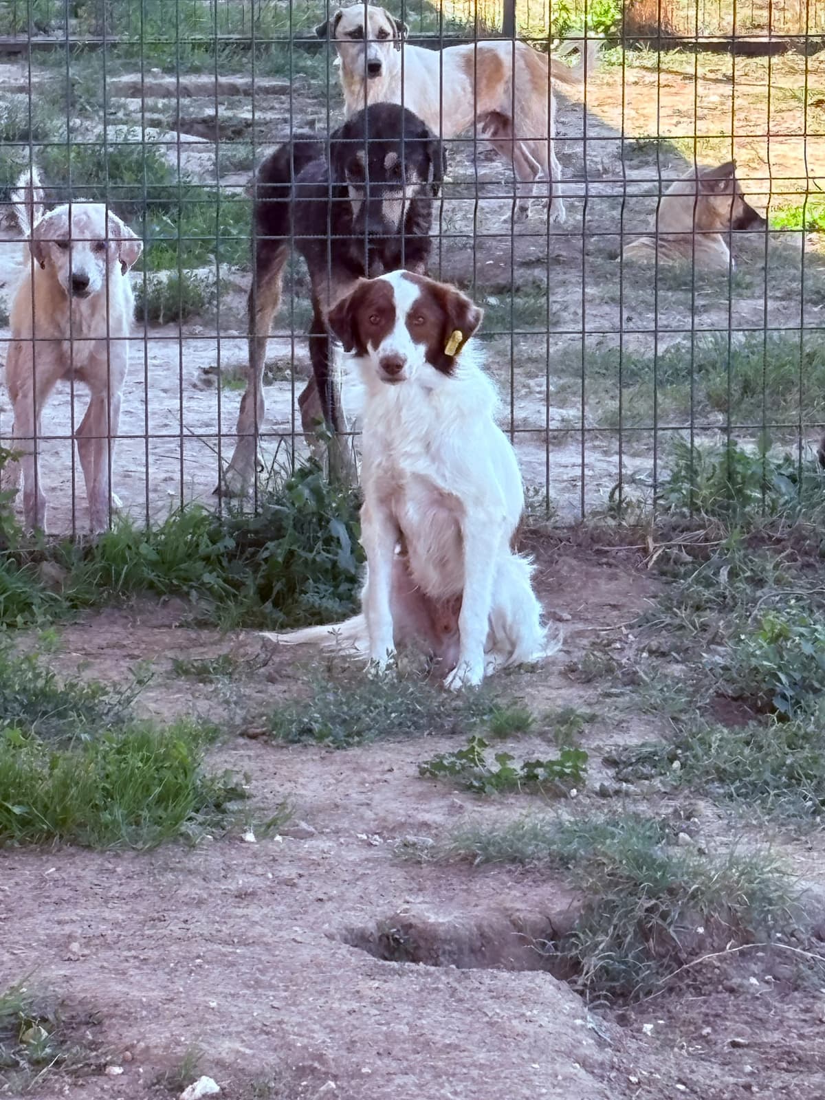 Dişi Melez Köpek, Kırklareli