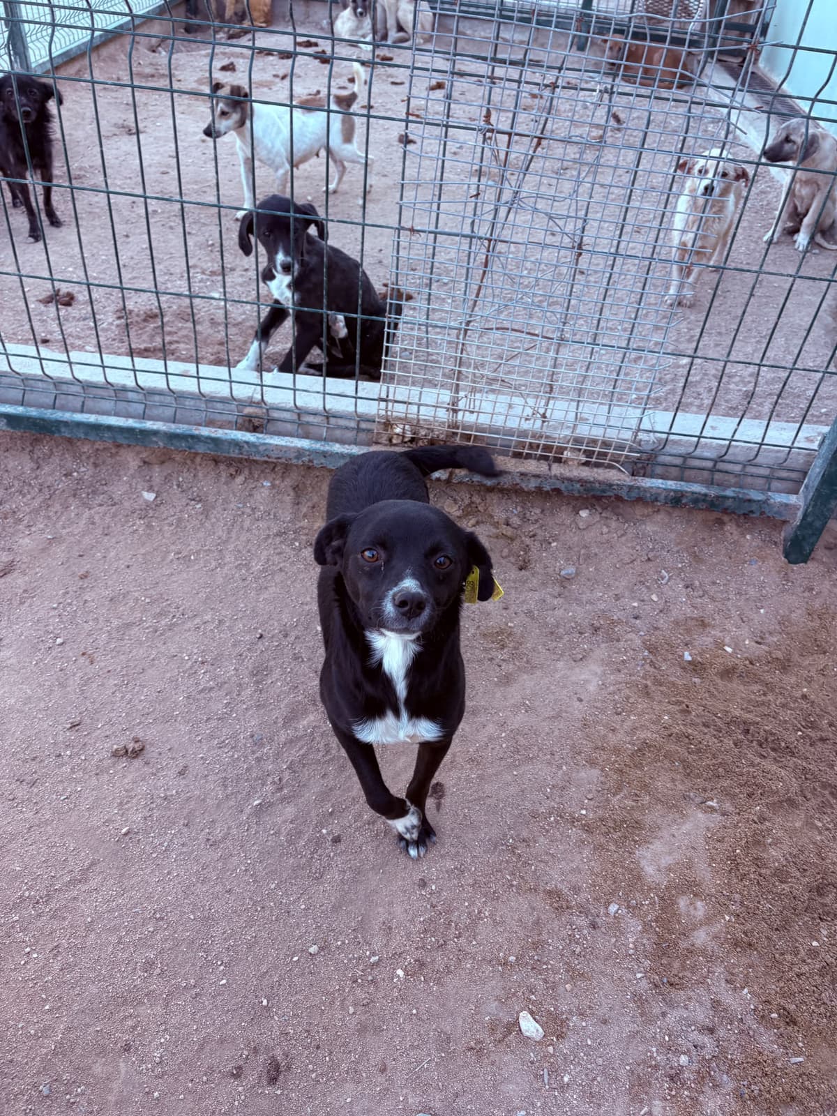 Dişi Melez Köpek, Kırklareli