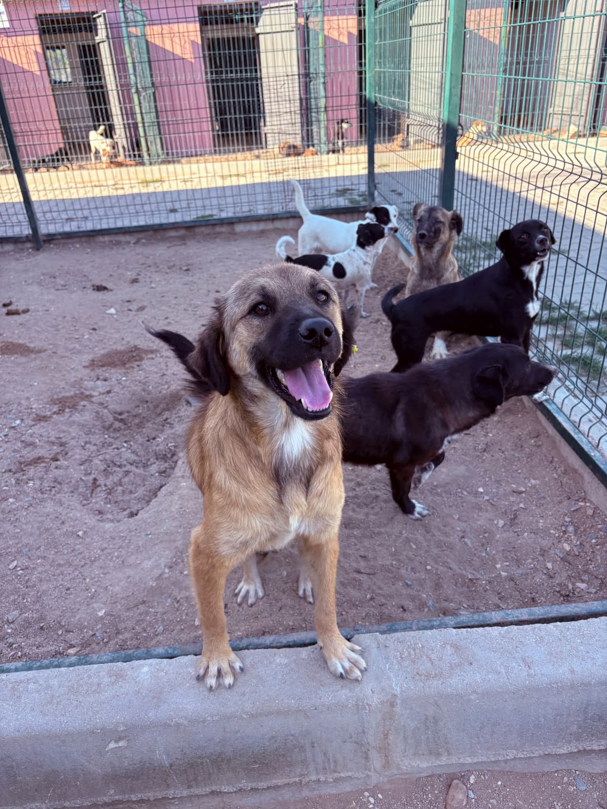 Dişi Melez Köpek, Kırklareli