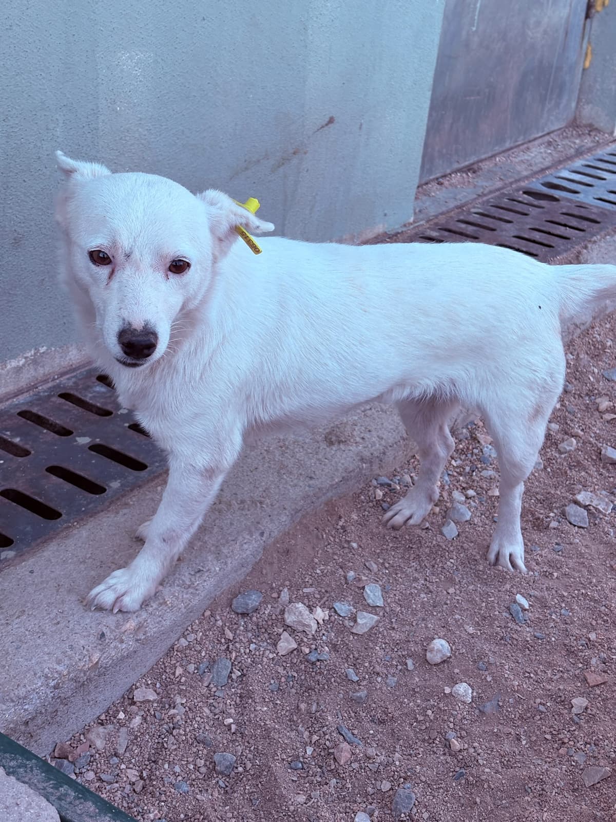 Dişi Melez Köpek, Kırklareli