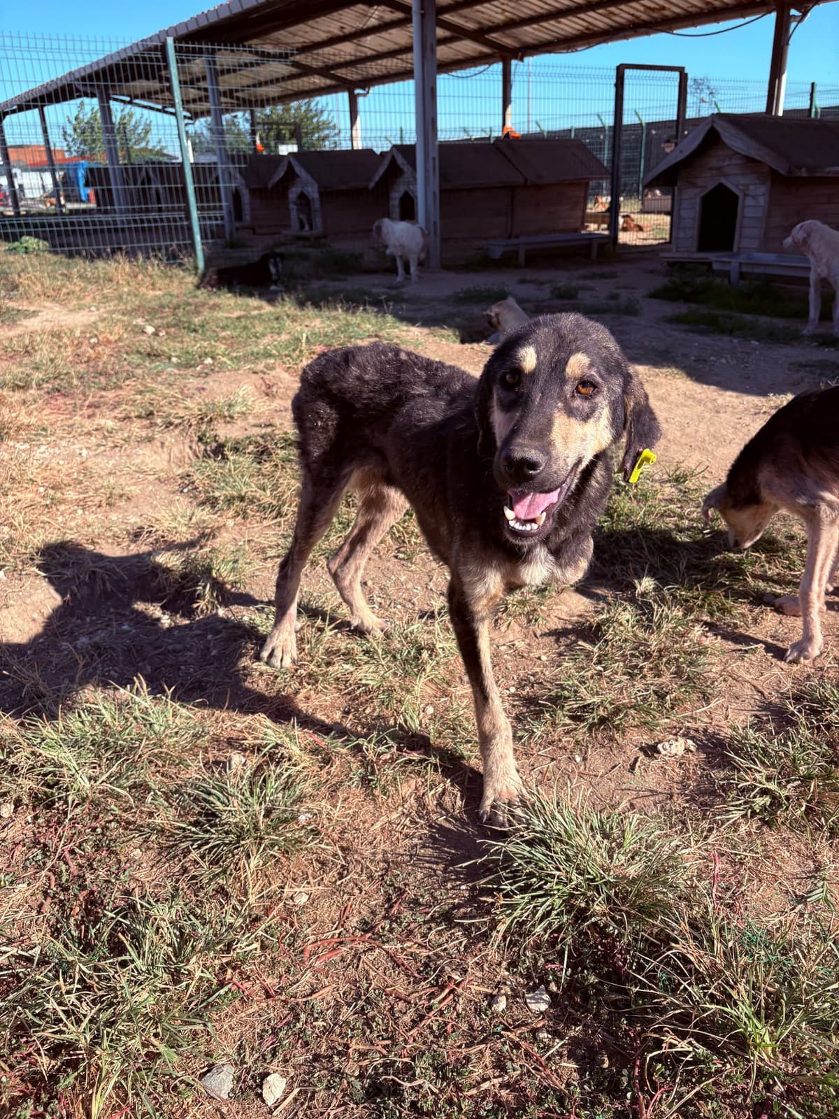 Erkek Melez Köpek, Kırklareli