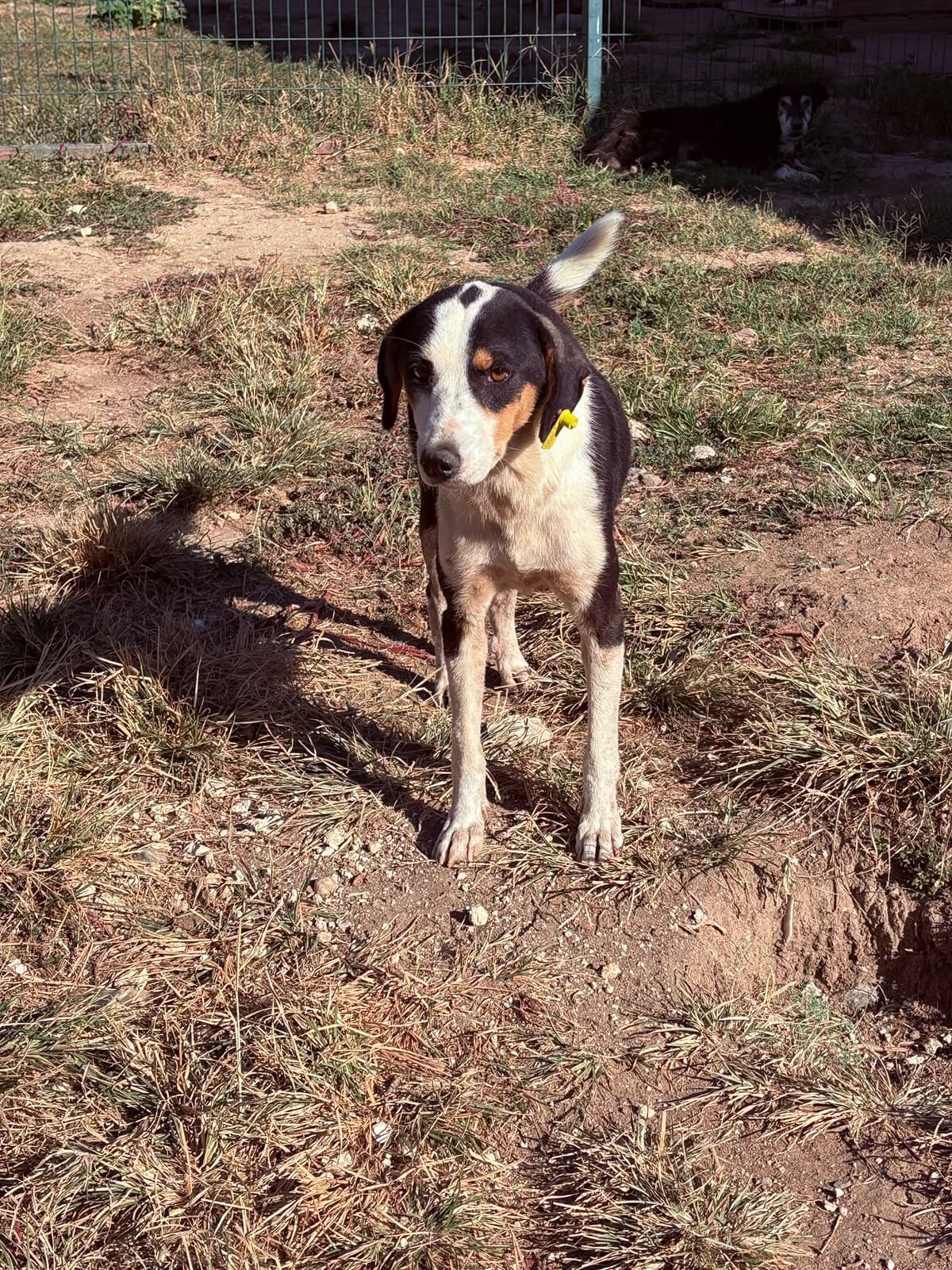 Erkek Melez Köpek, Kırklareli