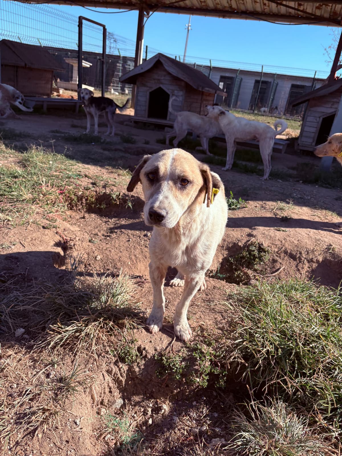Erkek Melez Köpek, Kırklareli