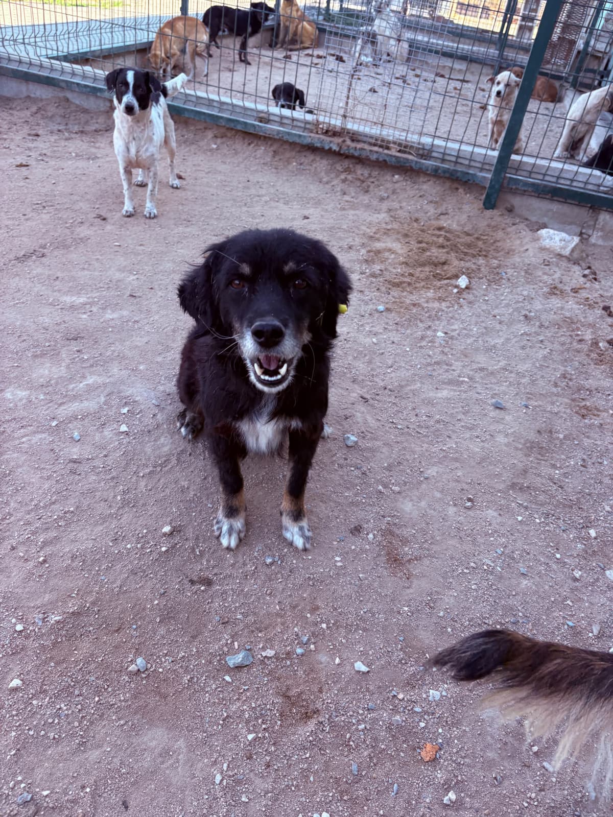 Erkek Melez Köpek, Kırklareli