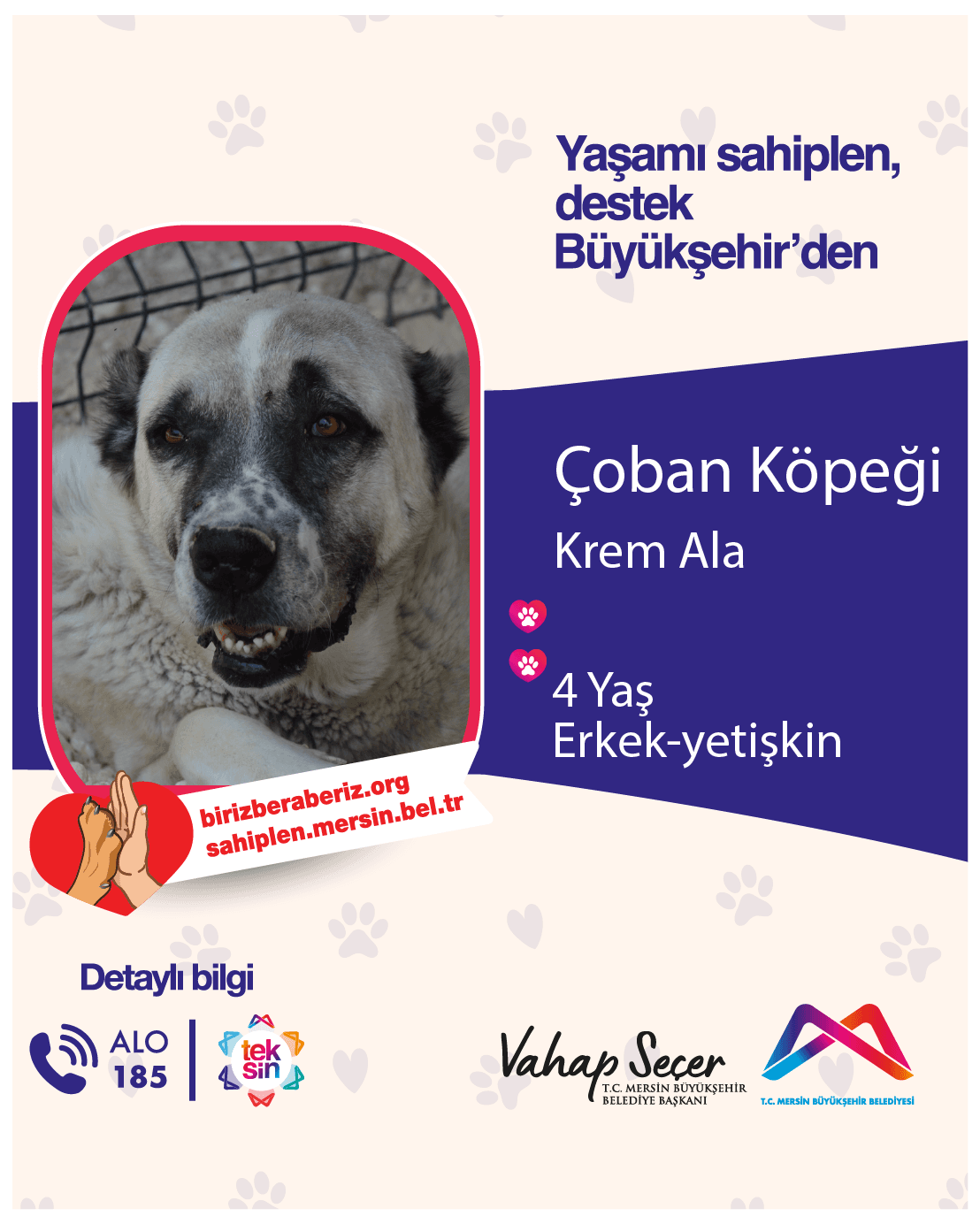 Çoban Köpeği Melez Köpek fotoğrafı