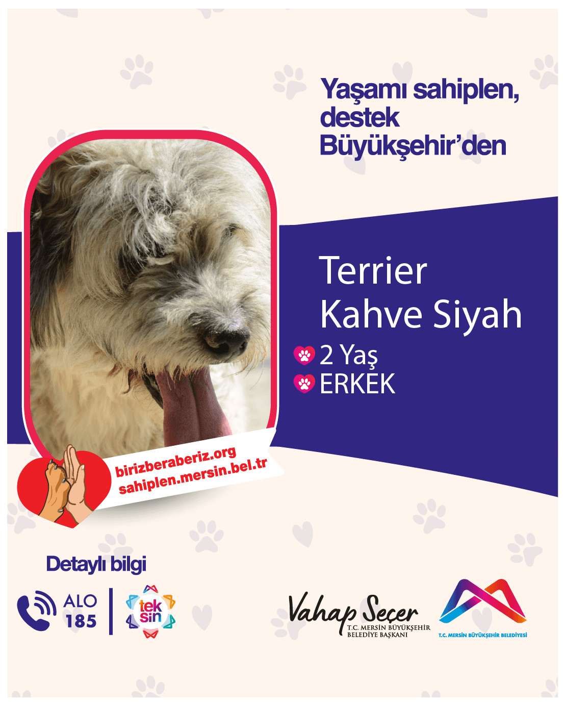 TERRİER Melez Köpek fotoğrafı
