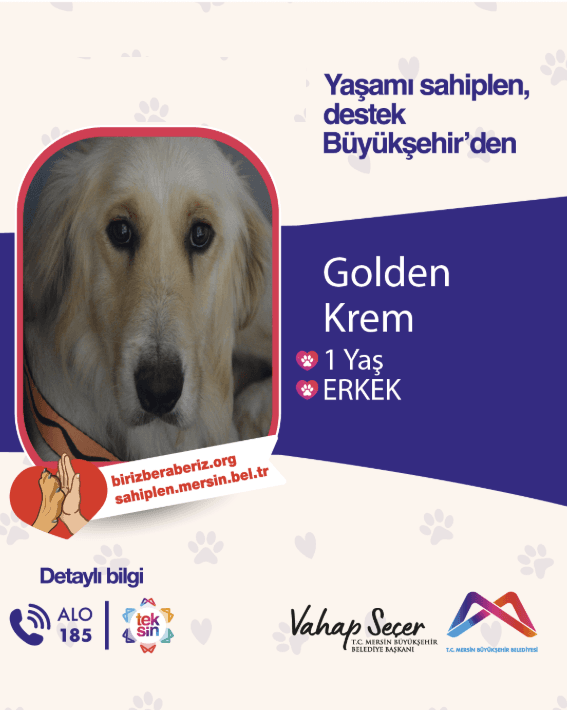 KÖPEK Golden Retriewer Köpek fotoğrafı