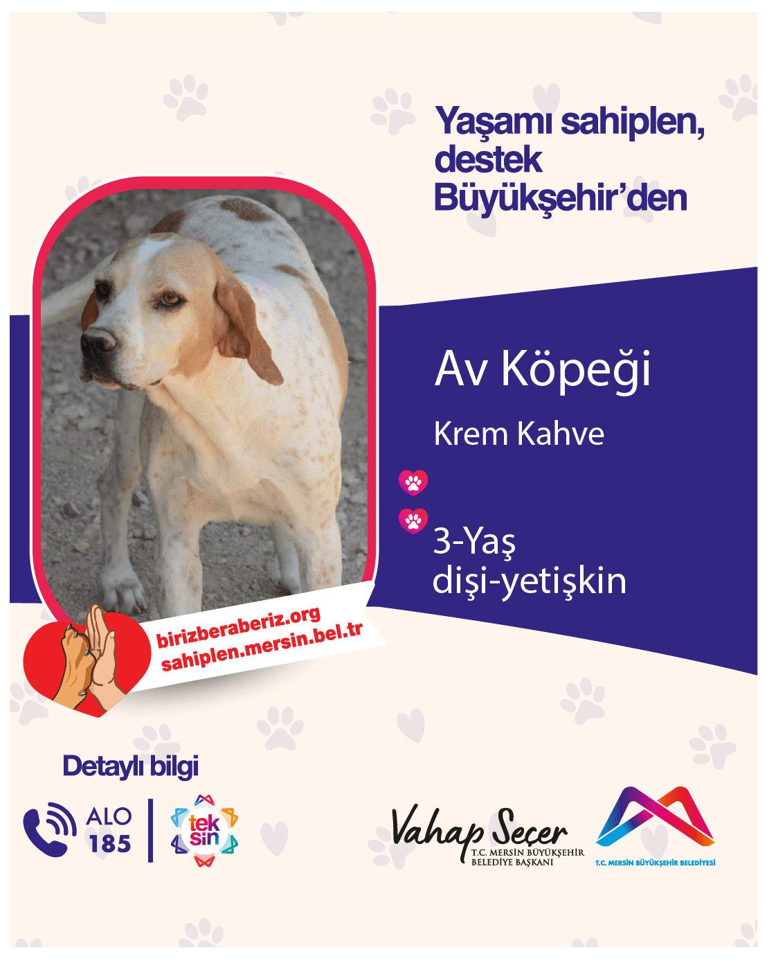 AV KÖPEĞİ Melez Köpek fotoğrafı