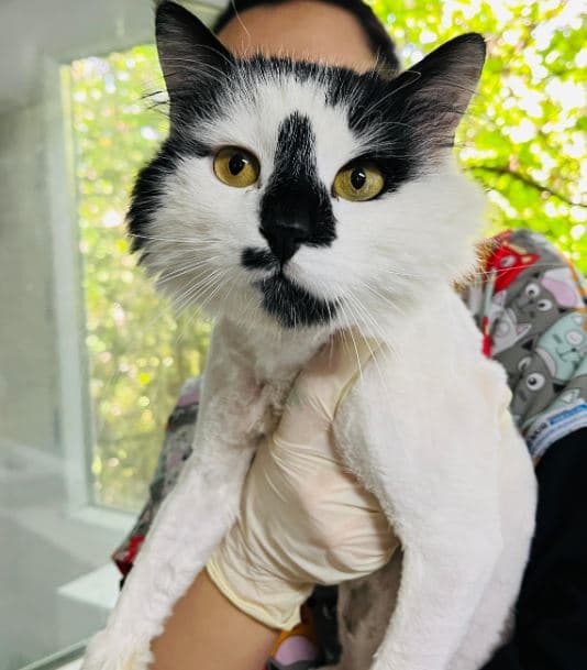 Mudanya Belediyesi Yuva Bekleyen Kedi 0 Tekir Kedi fotoğrafı