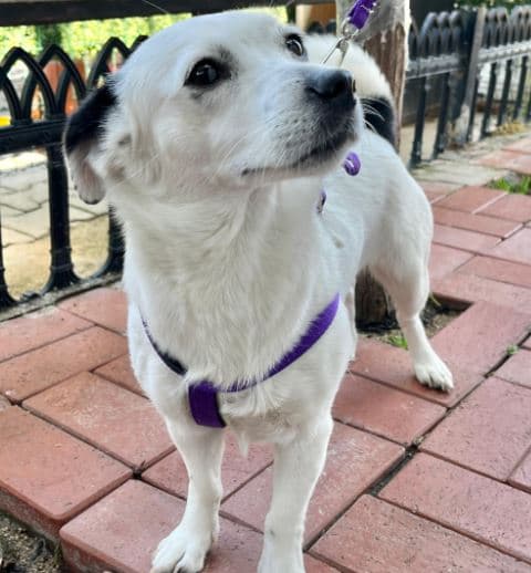 Mudanya Belediyesi Yuva Bekleyen Kopek 900233002395699 Jack Russell Köpek fotoğrafı