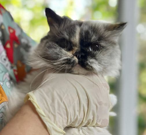 Mudanya Chinchilla Kedi Chinchilla Kedi, Bursa