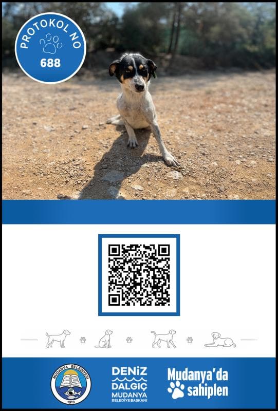 Mudanya Melez Köpek Melez Köpek fotoğrafı
