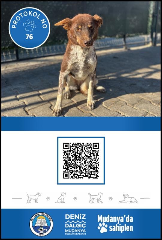 Mudanya Melez Köpek Melez Köpek, Bursa