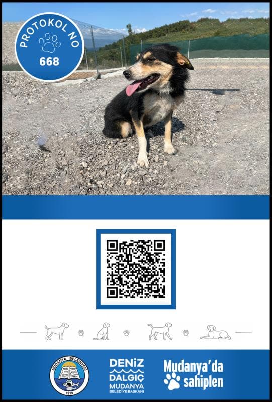 Mudanya Melez Köpek Melez Köpek fotoğrafı