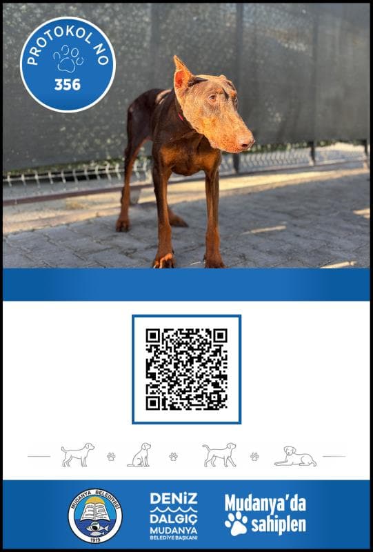 Mudanya Melez Köpek Melez Köpek fotoğrafı