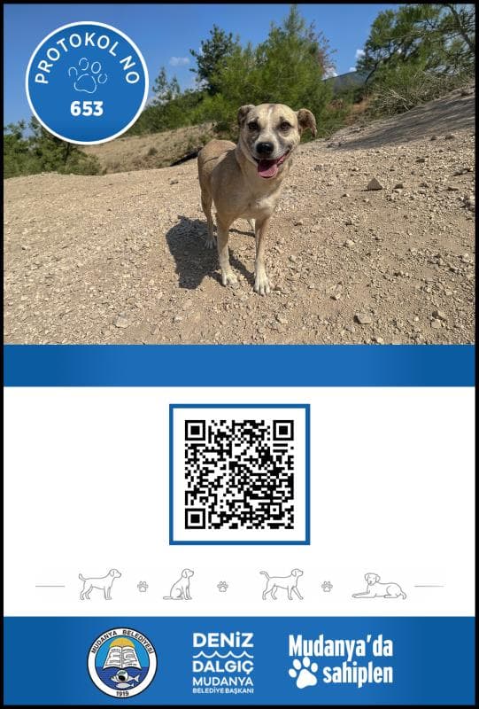 Mudanya Melez Köpek Melez Köpek, Bursa