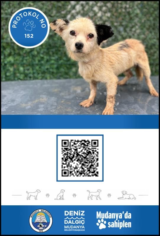 Mudanya Melez Köpek Melez Köpek, Bursa