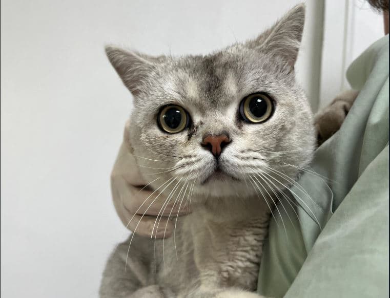 Mudanya Belediyesi Yuva Bekleyen Kedi 900233006123628 British Kedi fotoğrafı