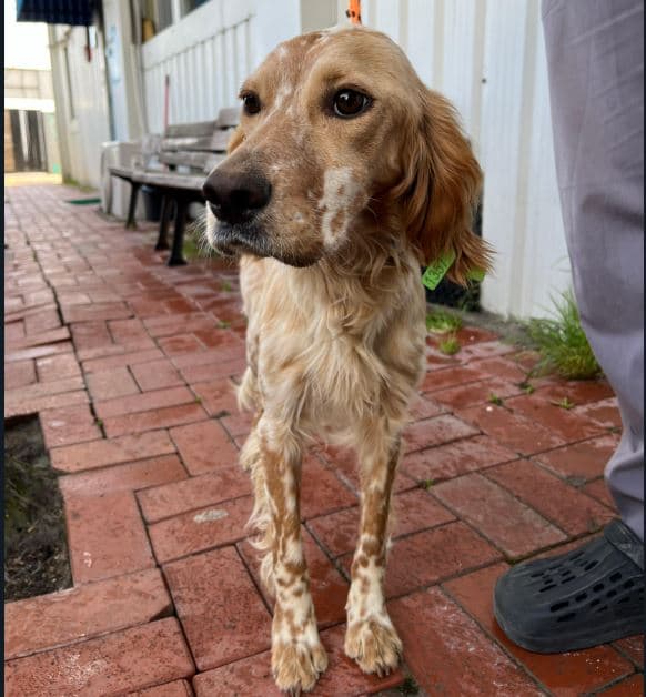 Mudanya Belediyesi Yuva Bekleyen Kopek 900233006123718 Mix Köpek fotoğrafı